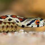 Vicinissimo � l�occhio vermiglio del colubro leopardino, il serpente con macchie nere, marroni e rosse che richiamano il mantello di un leopardo. A immortalare il rettile � stato Giovanni Pace a Barsento, localit� del territorio di Noci
